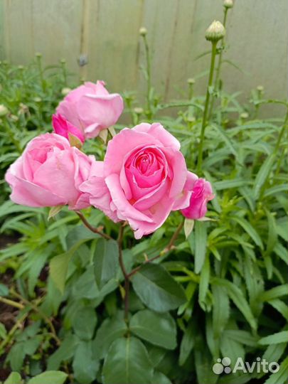 Кустовые розы