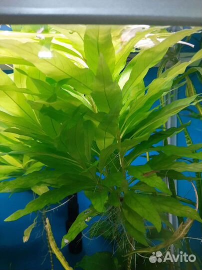 Лимонник. Аквариумные растения