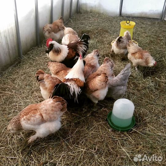 Инкубационное яйцо
