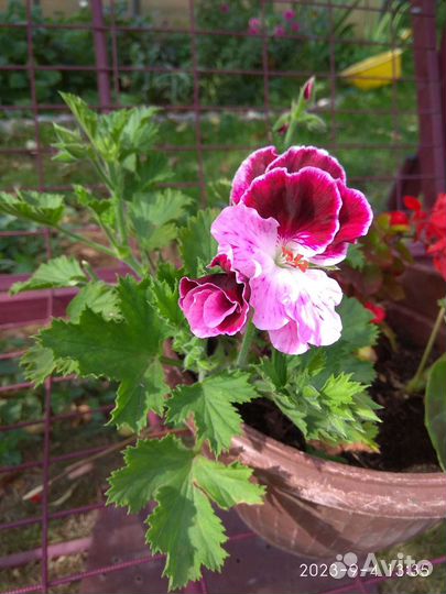 Пеларгония и герань