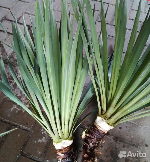 Юкка бирючина ирисы сирень