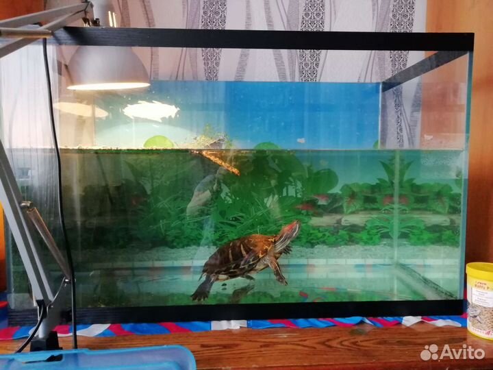 Черепаха с аквариумом