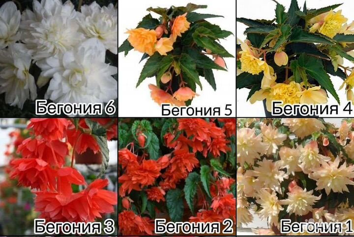 Бегонии сортовые