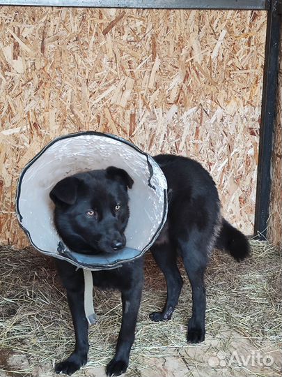 Пёс молодой