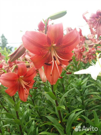 Лилии луковицы