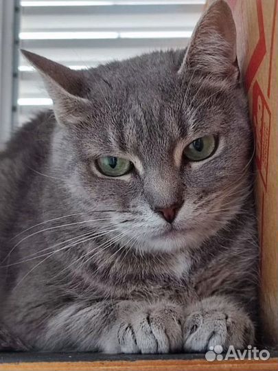 Кошка Милашка в добрые руки