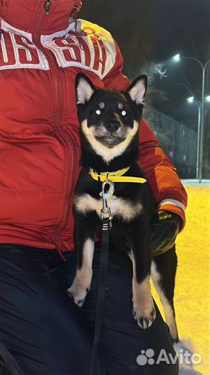 Щенки сиба ину