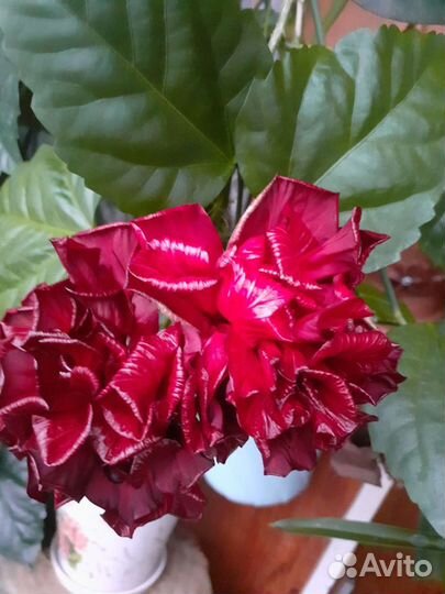 Комнатые растения