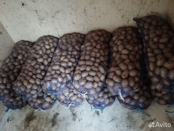 Картофель Гала оптом