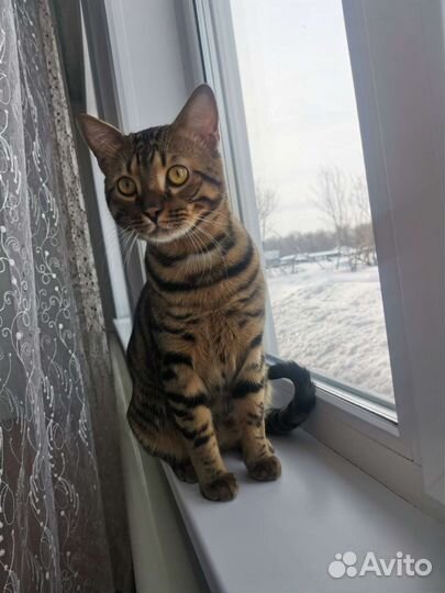 Бенгальская кошка