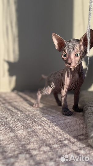 Малыши донской сфинкс