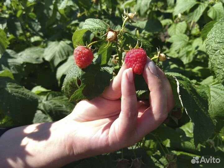 Малина саженцы