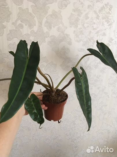 Филодендрон блэк кардинал и др