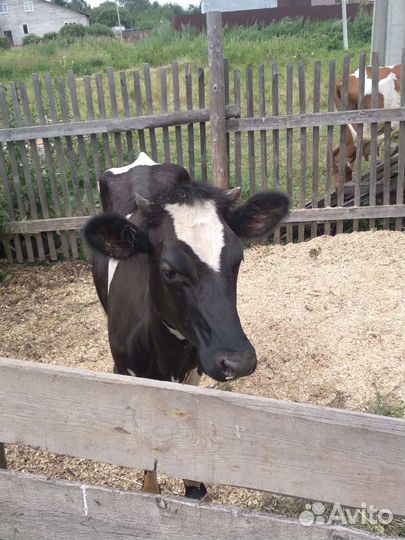 Телка 1 год 4 месяца