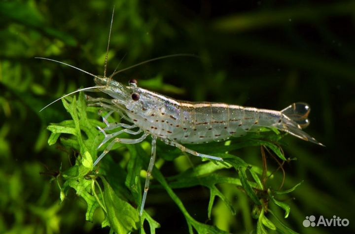 Креветка Амано (Caridina Japonica)