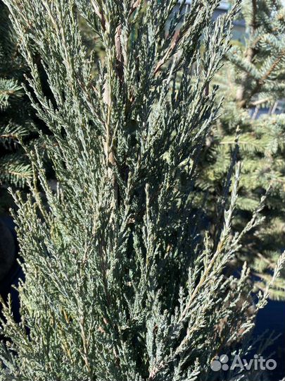 Можжевельник скальный Блю Эрроу
