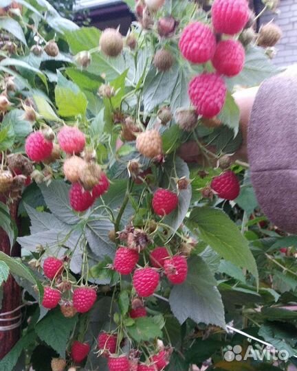 Малина Гордость России