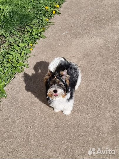 Бивер цветной йорк