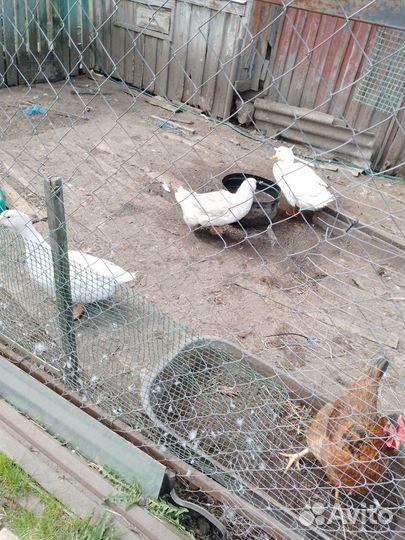 Утки муларды