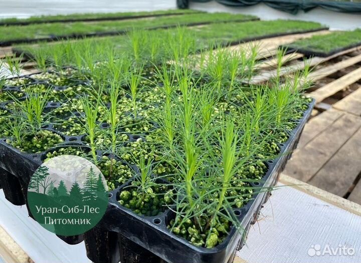 Зкс Сосна сеянцы Ели Лиственницы окс Голуб Горная