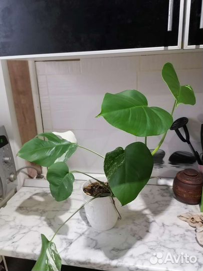 Растение золотой ус