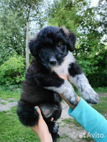 Собака в добрые руки щенок