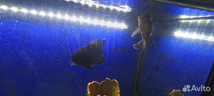 Аквариум 110 литров
