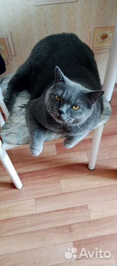 Породистый британец кот