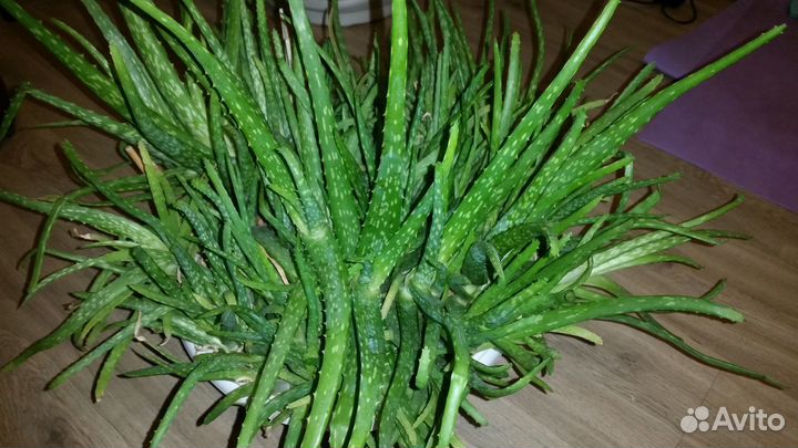 Лечебное алоэ вера, 5 лет, 4, 3 года, листья