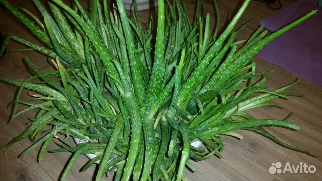 Лечебное алоэ вера, 5 лет, 4, 3 года, листья