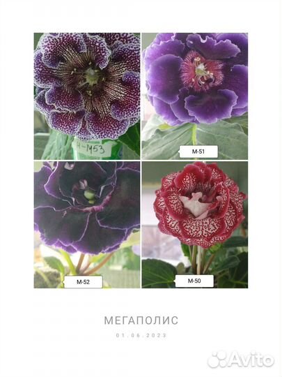 Глоксиния сортовая