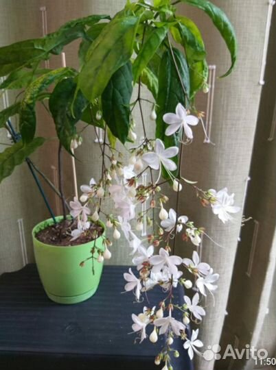 Клеродендрум Шмидта, папортник птерис