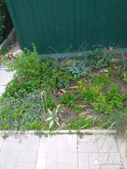 Очиток седум