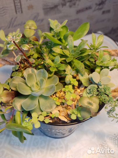 Флорариум. Суккуленты