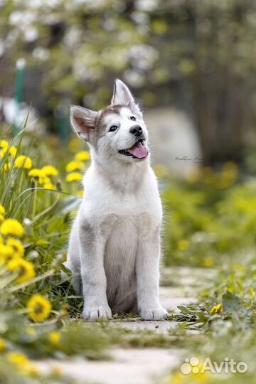 Аляскинский маламут