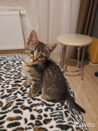 Котёнок мальчик шладкий) мурчун