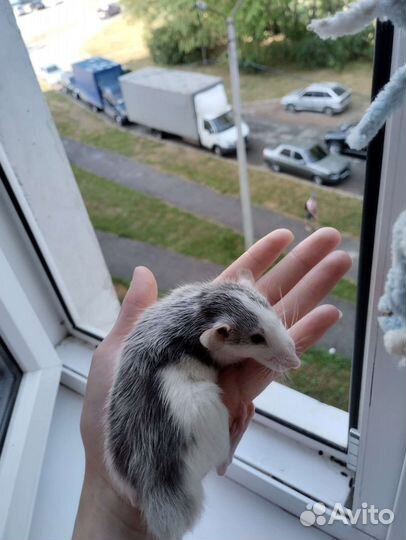 Крыса дамбо