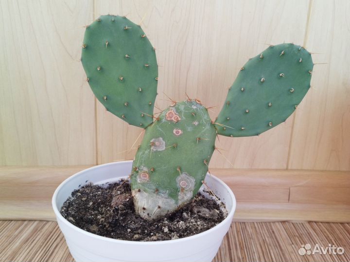 Комнатные цветы маленькие