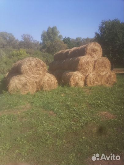 Сено в рулонах 2023