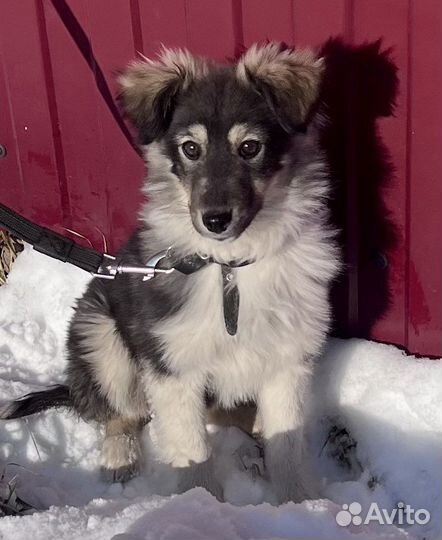 Малышка щенок в добрые руки