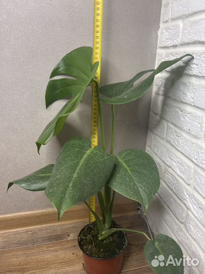 Монстера комнатные цветы