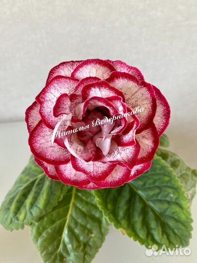 Глоксиния сортовая