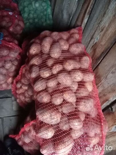 Картофель