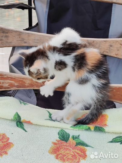 Котёнок
