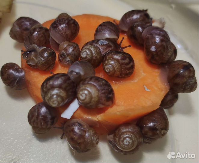 Улитки ахатины бесплатно