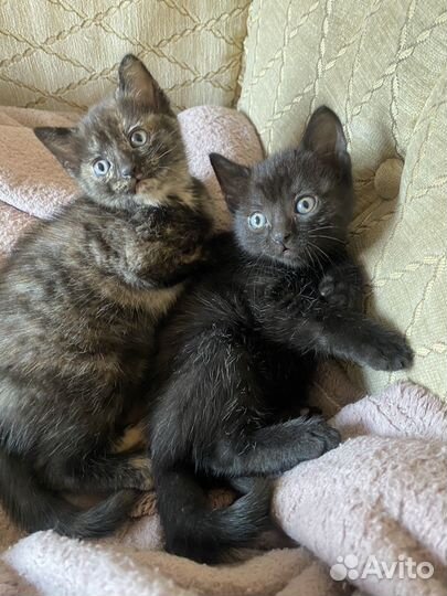 Котята
