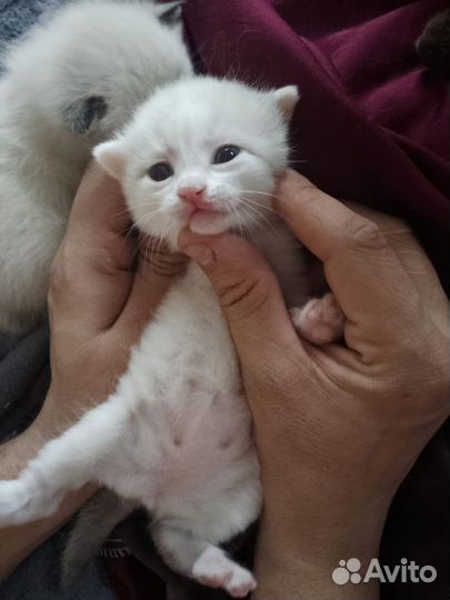 Отдам котят