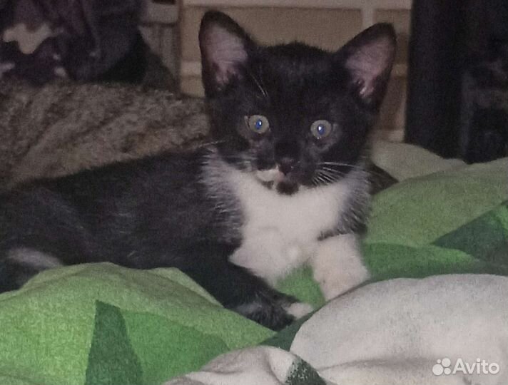 Отдам котика в добрые руки