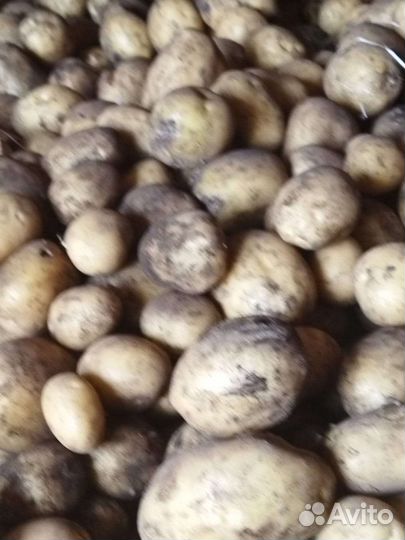 Продам картофель
