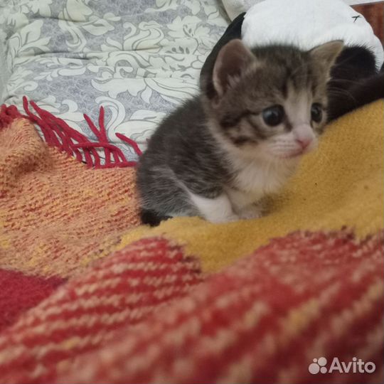 Котёнок 2 месяца девочка